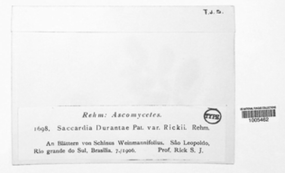 Saccardia image